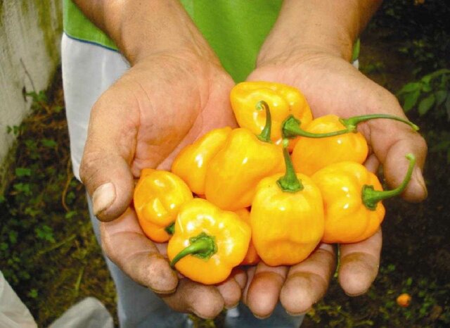 C hile Habanero