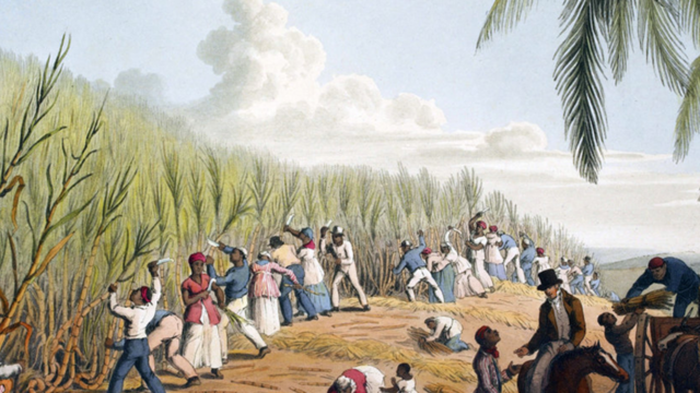 Trigo y caña de azúcar