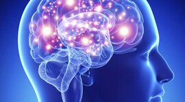 Timeline: ¿De dónde viene y para dónde va el cerebro?