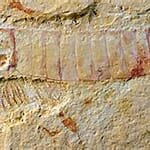 primer surgimiento del cerebro