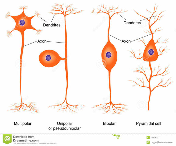 Organizacion nerviosa