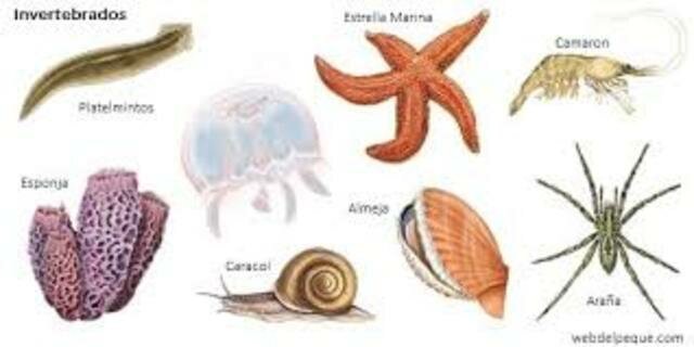 Organizacion nerviosa