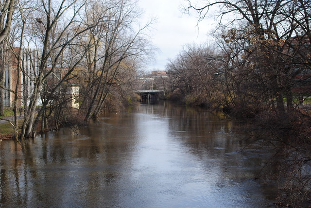 Red Cedar Picture 11