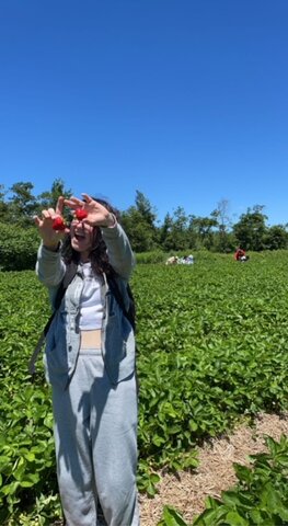 cueillette de fraise