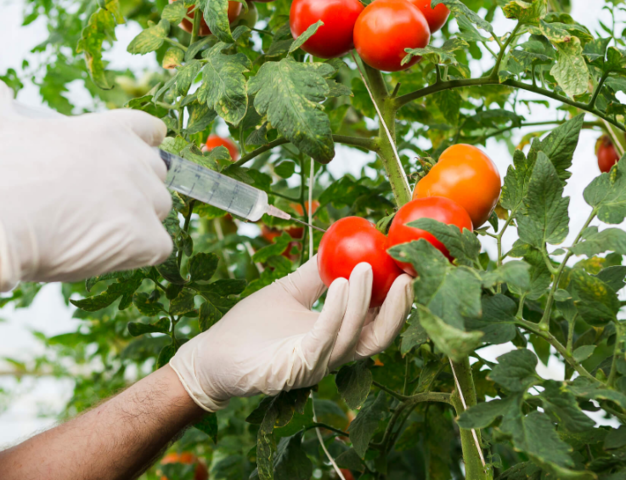 Plantas transgénicas