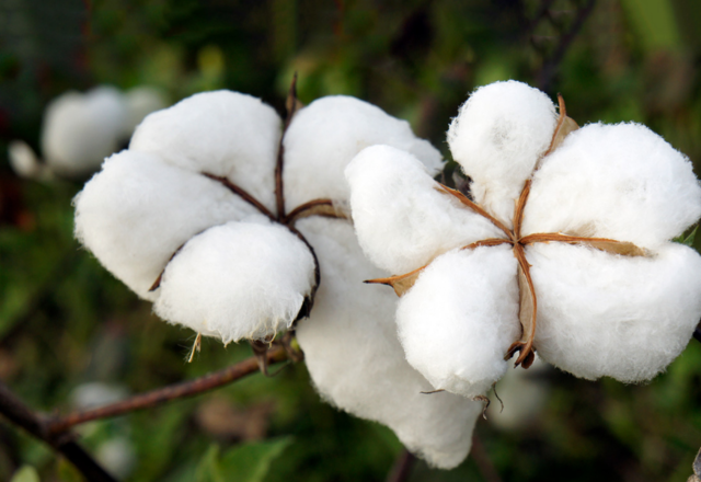 Cultivos de algodón transgénico