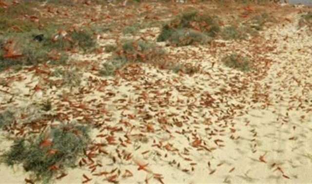 aparición de las plagas en Egipto