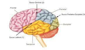 Rufus de Éfeso (I d.C.), Médico y Anatomista Greco-romano