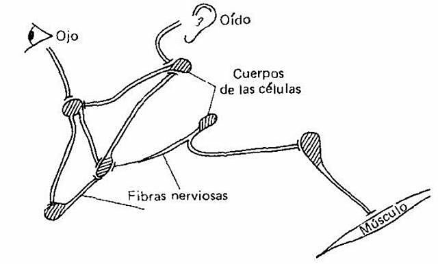Teoria de las energias Nerviosas (2000-2014)