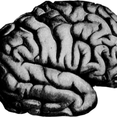 Timeline: Hitos históricos en la neurociencia