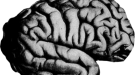 Timeline: Hitos históricos en la neurociencia