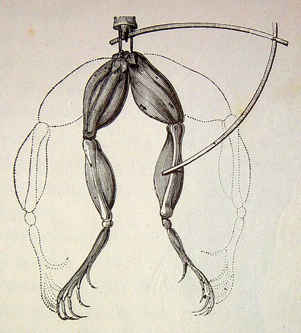 Galvani y la estimulación eléctrica