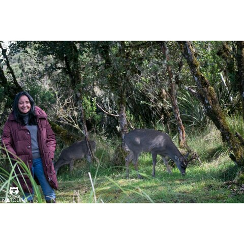 AVISTAMIENTO DE VENADOS