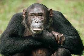 Chimpancé