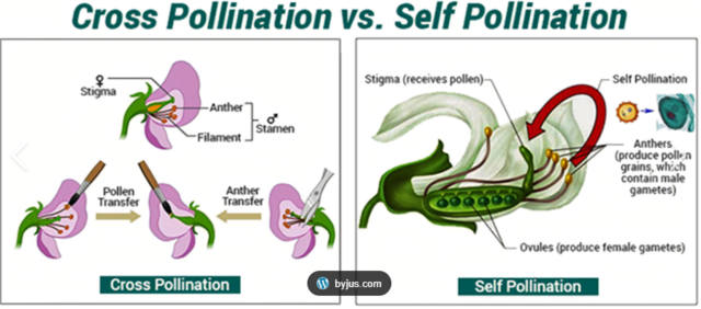 The Effects of Cross and Self Fertilization in the Vegetable Kingdom