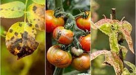 Timeline: Las teorías del origen de la enfermedad en plantas