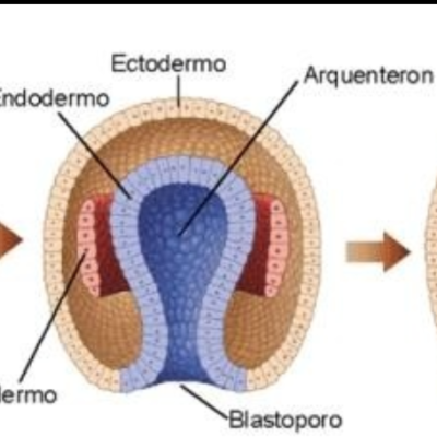 Timeline: ETAPAS DEL DESARROLLO NERVIOSO