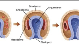 Timeline: ETAPAS DEL DESARROLLO NERVIOSO