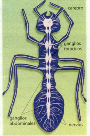 Formación primeros ganglios neuronales