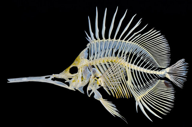 Vertebrados (Cambios estructurales)