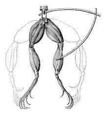 Luigi Galvani y el impulso nervioso