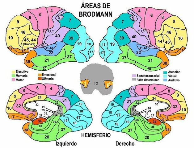 Las areas de Broadmann
