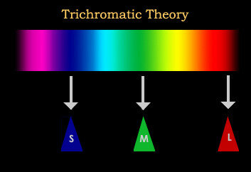 teoría tricromática de Young- Helmholtz