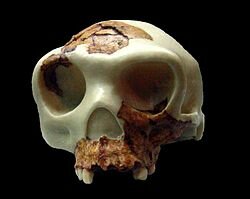 HOMO ANTECESSOR