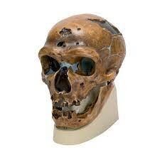 HOMO NERANDERTHALENSIS