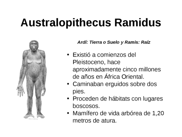 Australopithecus ramidus