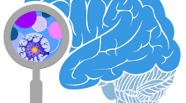 Timeline: Las neurociencias de la conducta, un viaje  que no se detiene.