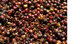 Timeline: 2017 USO DE LA CASCARA DE CAFE- ANA M BLANQUICET D