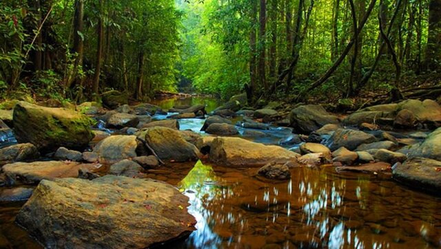 Bosque de Sinharaja en Sri Lanka