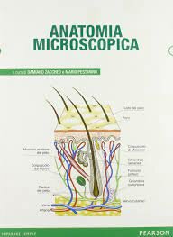 Anatomía Microscópica