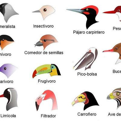 Timeline: Teorías pre-evolucionistas