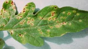 1.Las epidemias en plantas