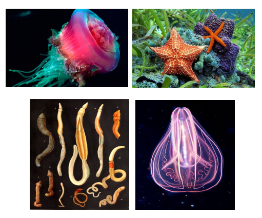 EL SURGIMIENTO DE LA PRIMERA AGRUPACIÓN NEURONAL