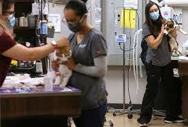 why veterinarians quit