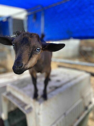 veterinary new brand strategy