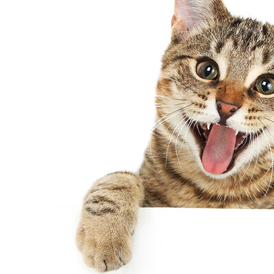 Timeline: Gatolicismo.