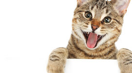 Timeline: Gatolicismo.