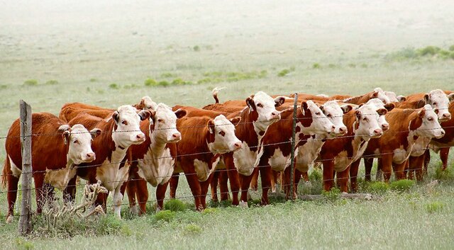 When humans started herding