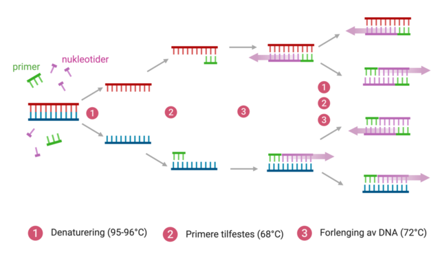 Invención de la técnica de la PCR