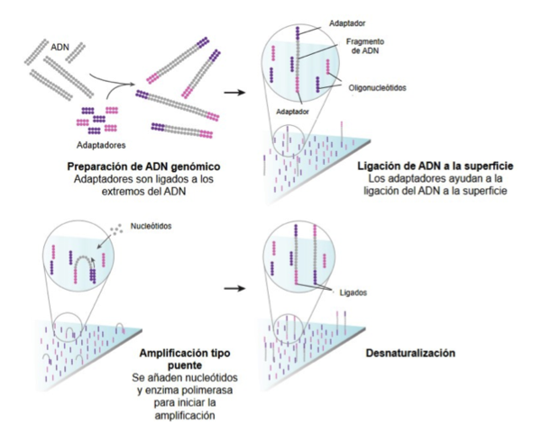Secuenciación masiva
