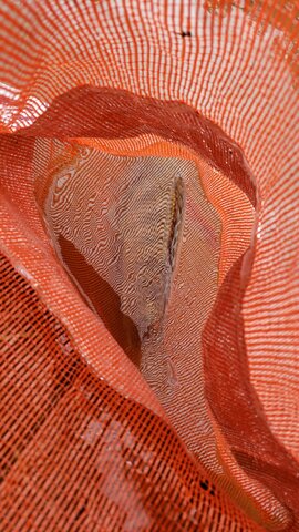 Primeiro peixe que eu pesquei