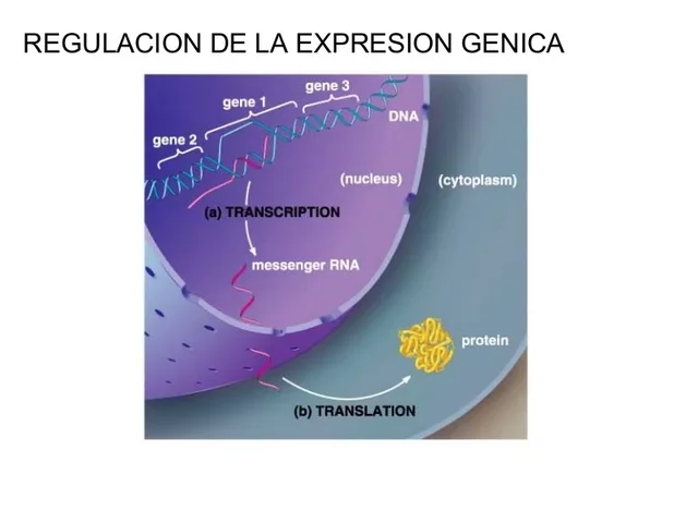 Arthur Pardee, François Jacob, Jacques Monod,  André Lwoff