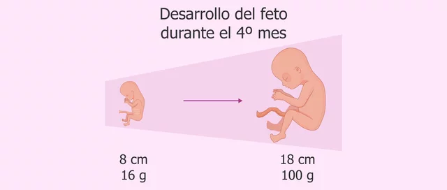 DESARROLLO DE 13 a 16 Síntomas de la madre y desarrollo del bebé