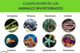 Animales sin sistema nervioso
