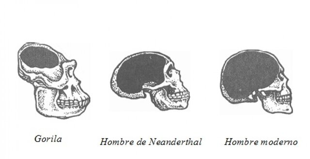 Evolución del tamaño del encéfalo