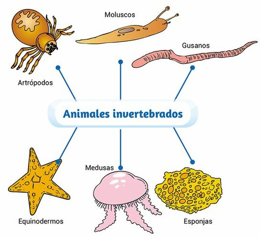 Invertebrados